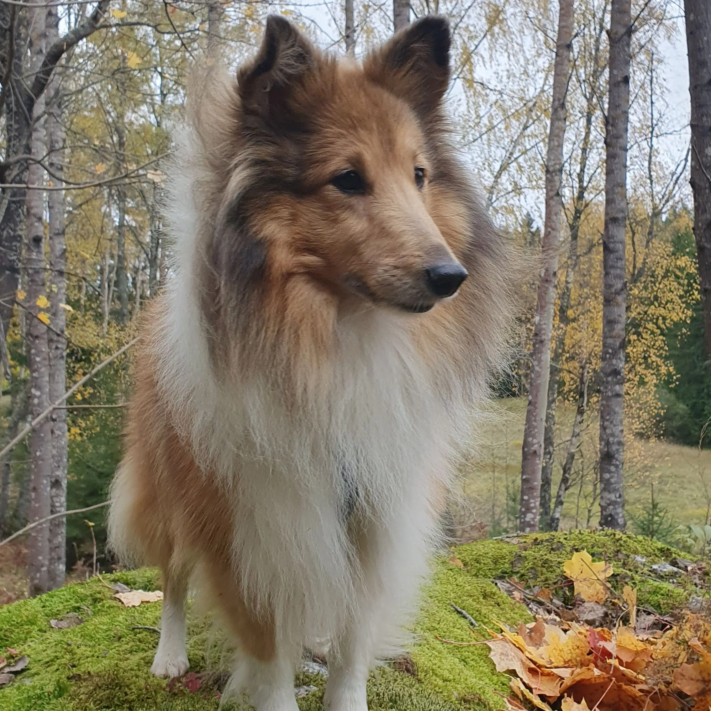 Hund som står pn en sten i naturen